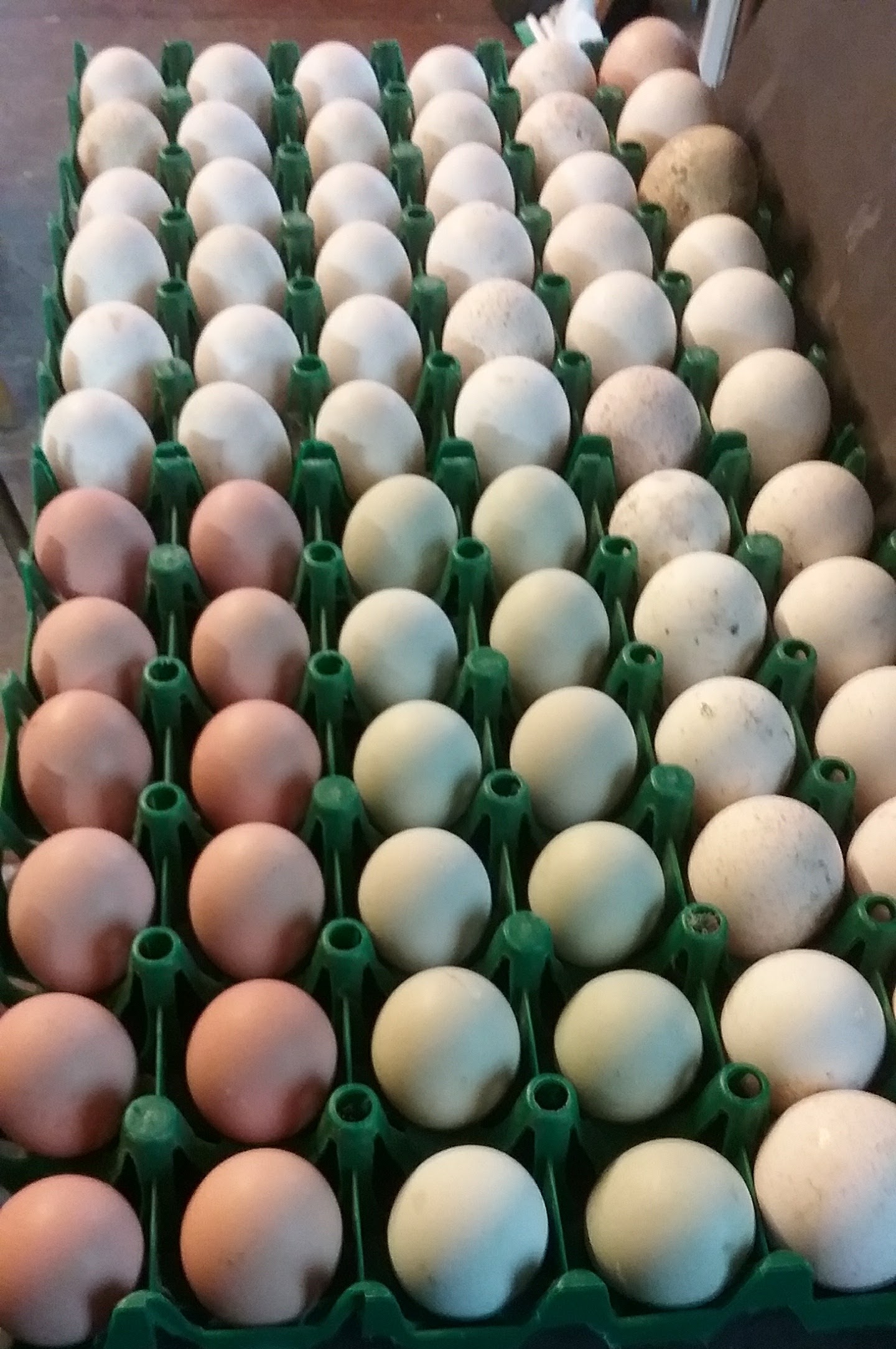 Hatching Income with Heritage Breeds - Homestead Hustle