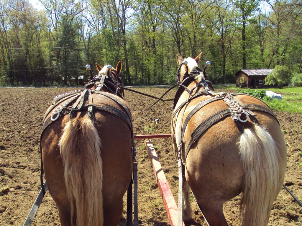 HORSE DRAWN PLOW HANDLES AMISH MADE BY THE PAIR
