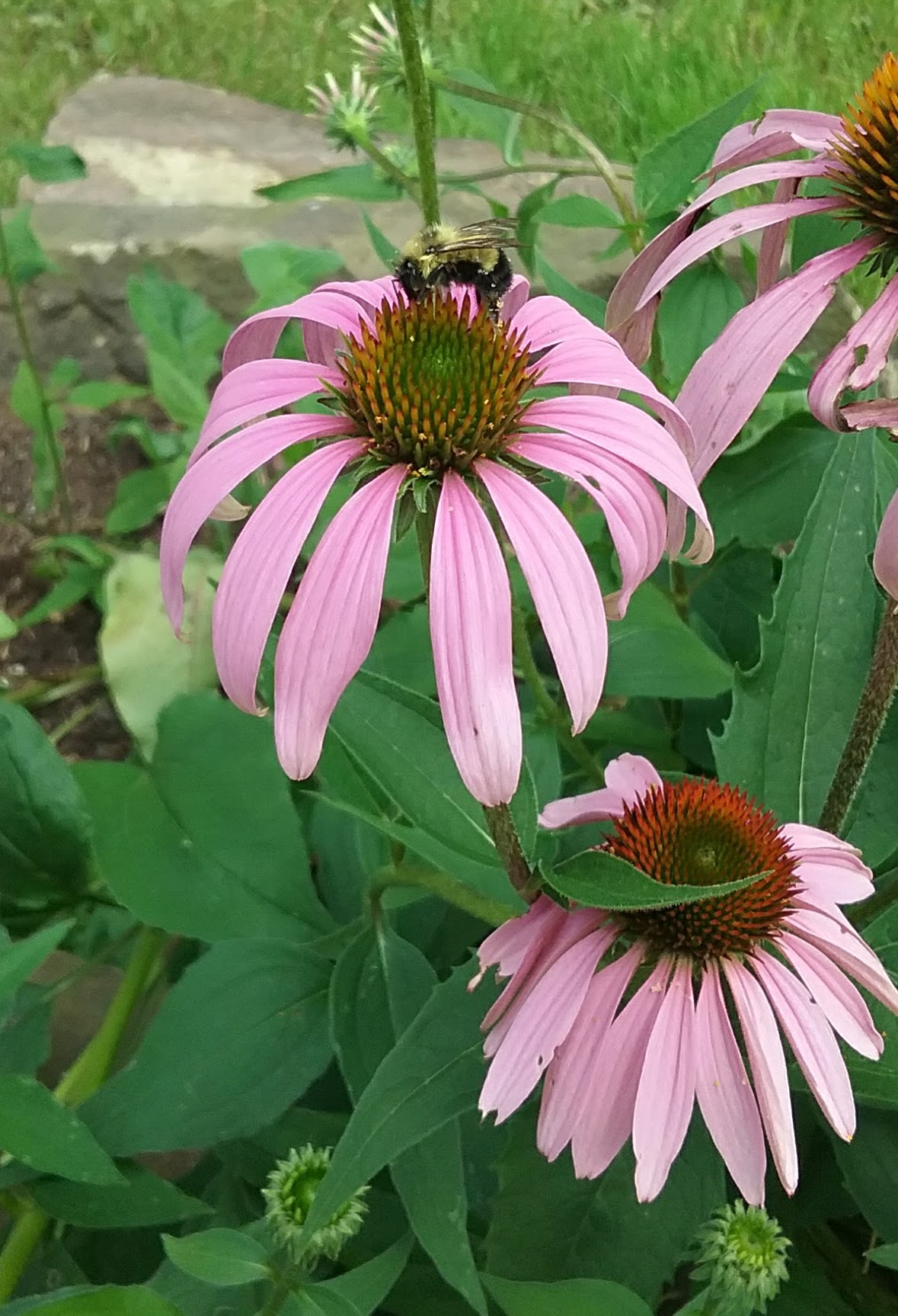 5 Great Reasons to Plant Perennials Homestead Hustle