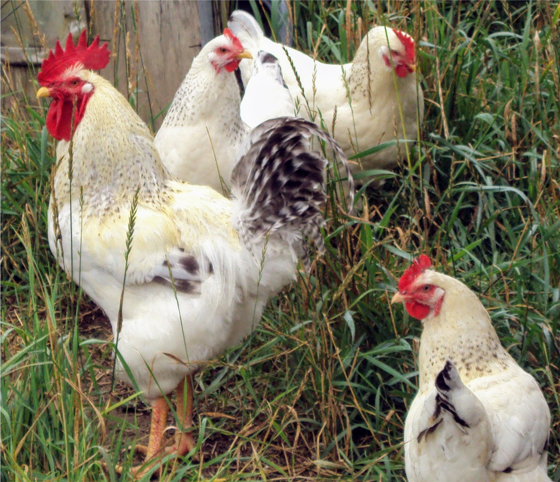 Heritage Breeds What They Are, Why They Matter Homestead Hustle