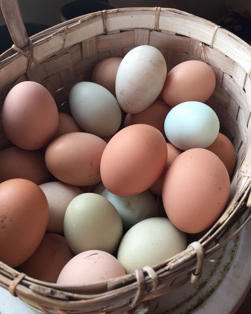 Selling excess eggs or produce can add a bit of extra income or be the start of a homestead business