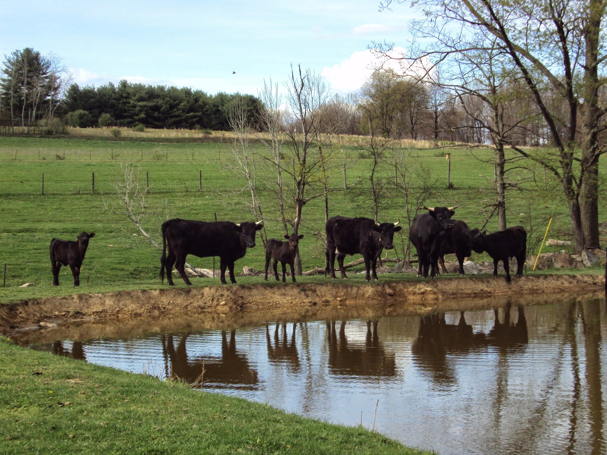 Breeding Heritage Livestock for Our Farm and the Future - Homestead Hustle