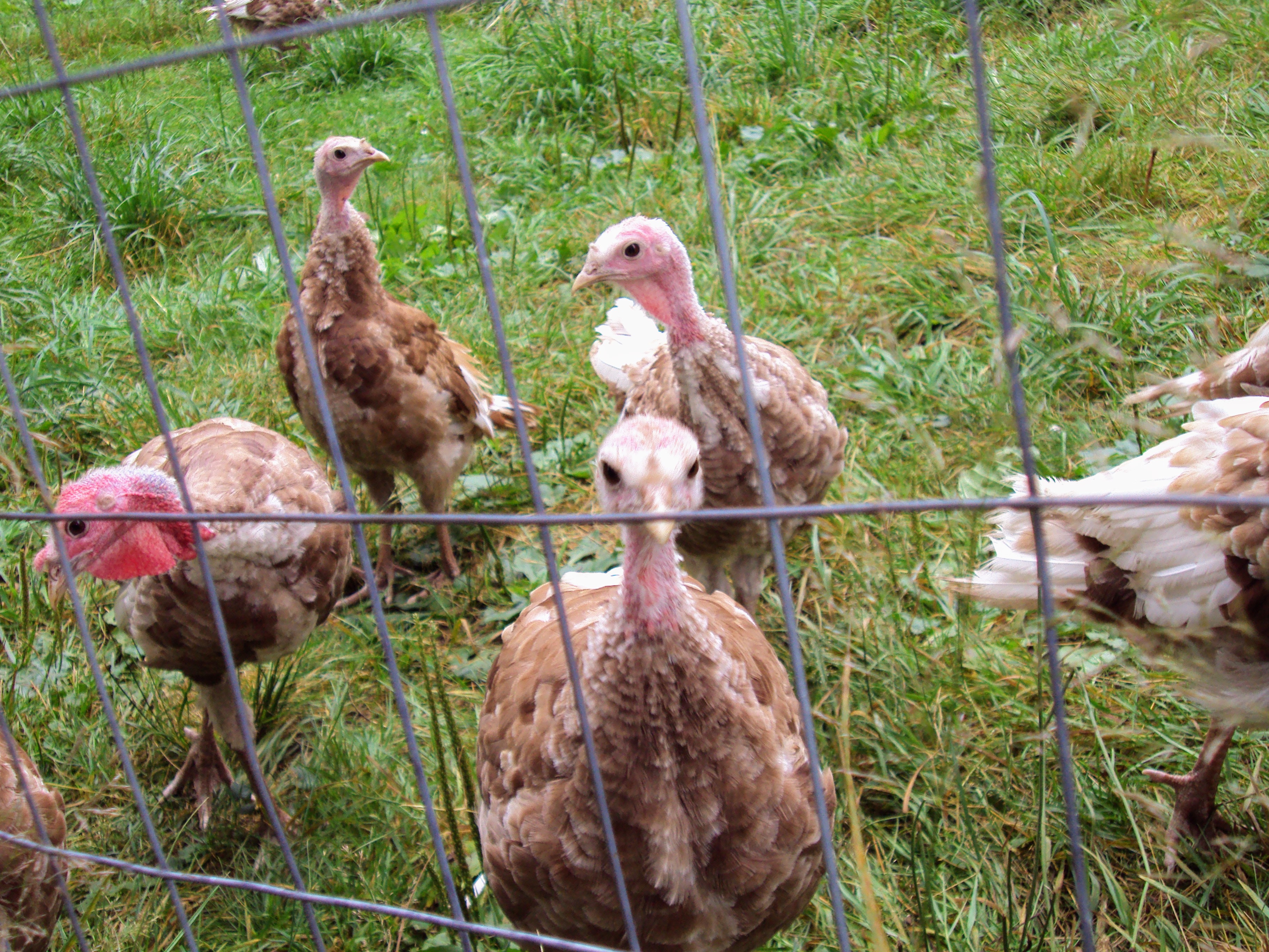 poultry 006 Homestead Hustle