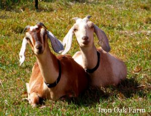 Can You Make Goat Milk Soap Without Handling Lye? - Countryside