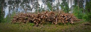 felled trees land clearing