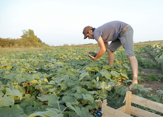 Finding Laborers Finding Laborers - Homestead Hustle