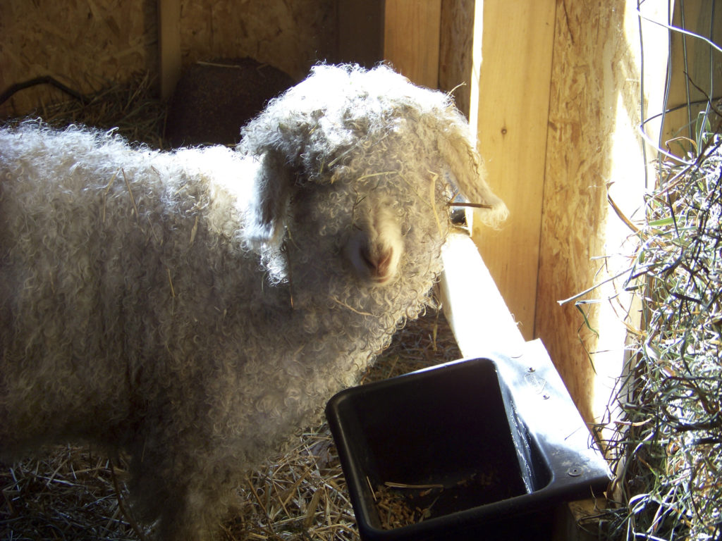 Making Money with Angora Goats, Part 1 Homestead Hustle