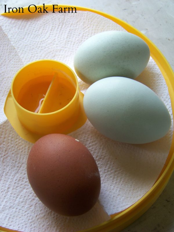 How to Make Money with Hatching Eggs Homestead Hustle