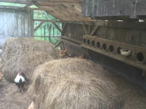 Round bales in the coop add dry bedding to help chickens be healthy.