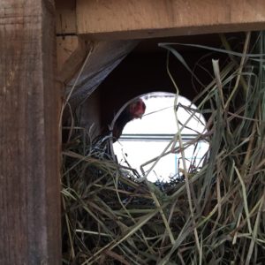 A hen peeks into a nesting box full of dry bedding.