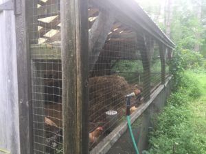 The coop has chicken wire on three sides to allow for maximum ventilation.