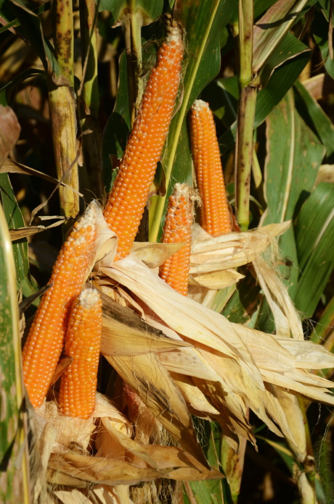 Grow Your Own Popcorn Homestead Hustle