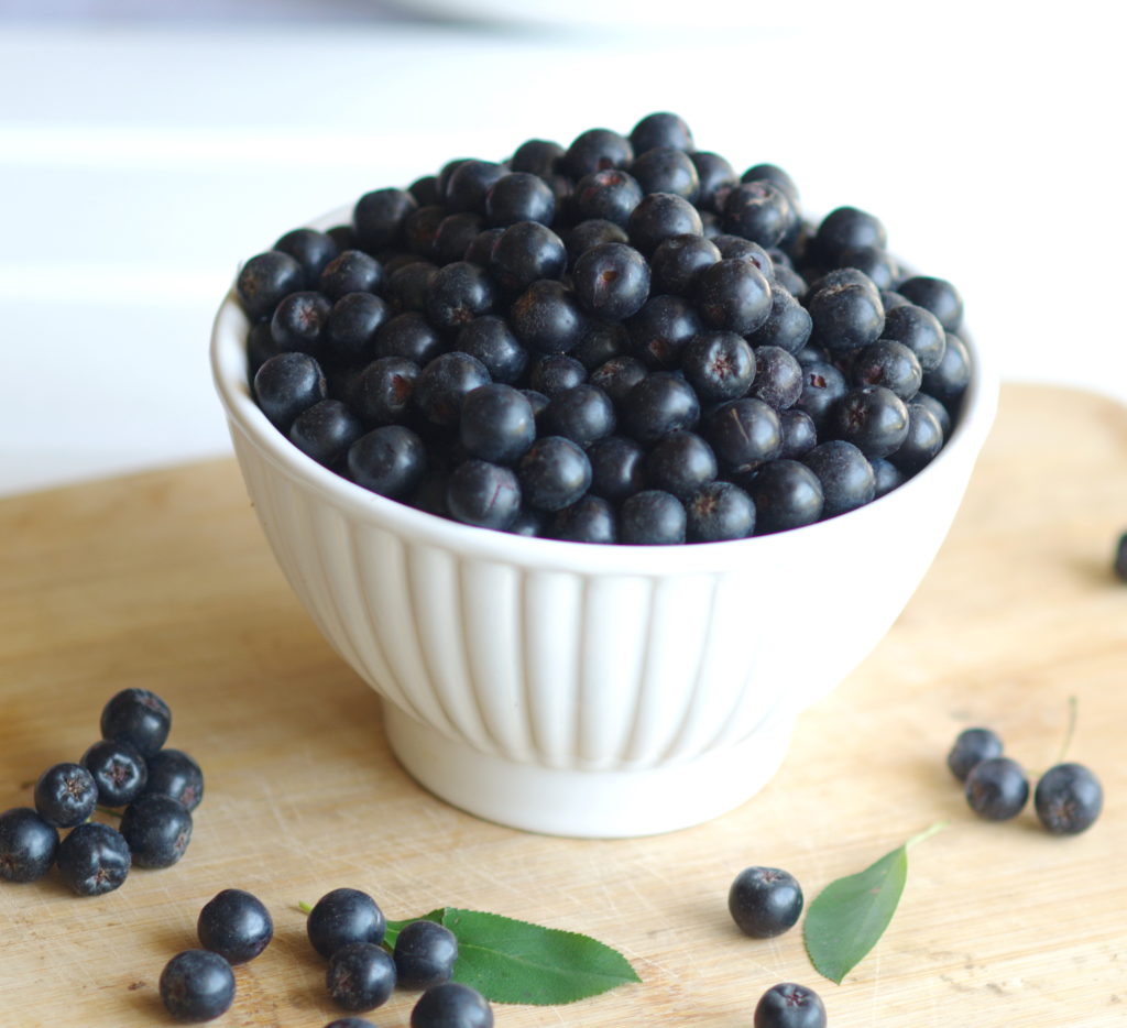 Grow Aronia Berry for Health and Profit Homestead Hustle