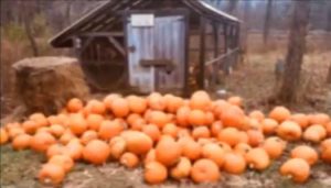 pumpkins outside our coop ready to feed