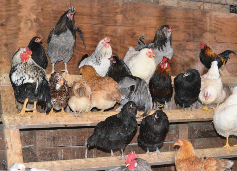 Best Practices to Keep Your Chickens Healthy - Homestead Hustle