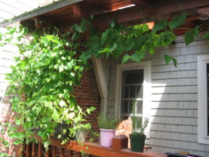 Scarlet runner beans growing up the porch