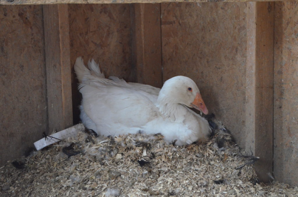 How Geese Can Save You Money on Your Homestead - Homestead Hustle