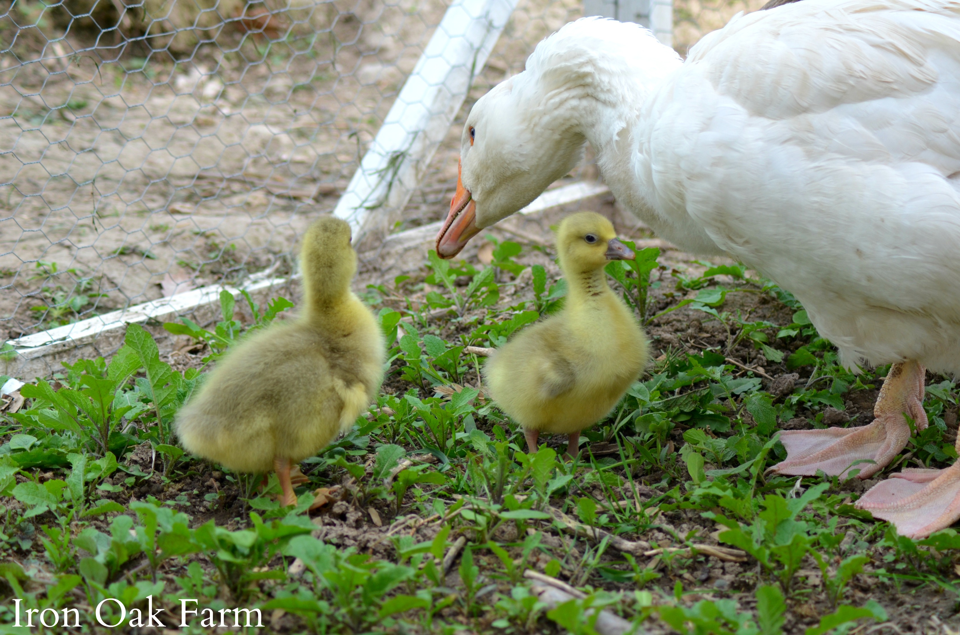 How Geese Can Save You Money On Your Homestead Homestead Hustle