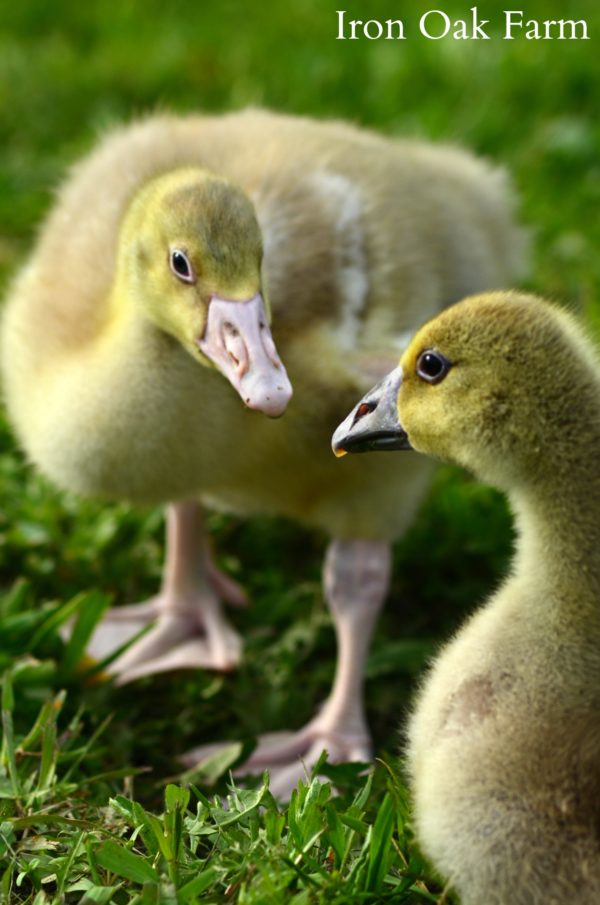 How Geese Can Save You Money On Your Homestead - Homestead Hustle