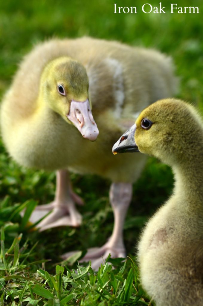 How Geese Can Save You Money on Your Homestead - Homestead Hustle