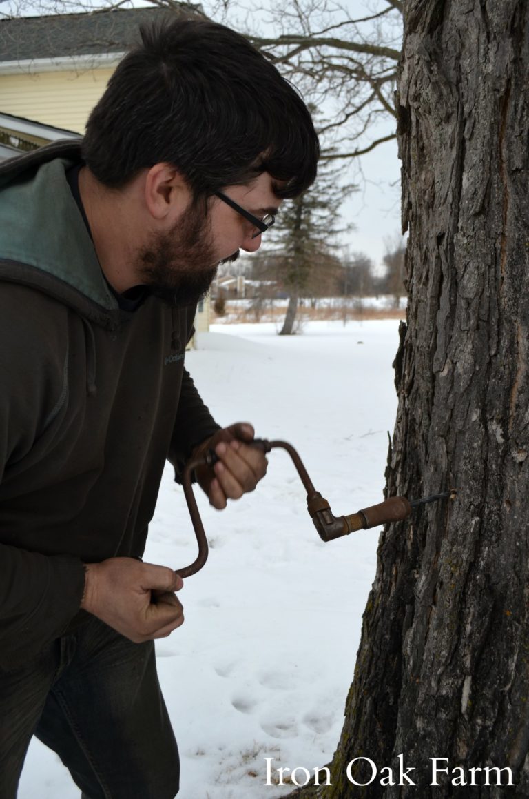 Making Money with Maple Syrup Homestead Hustle