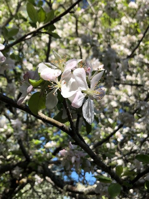 Close up of apple blossoms