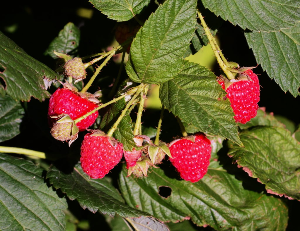 Red Rasberries "Heritage produces two crops a year"