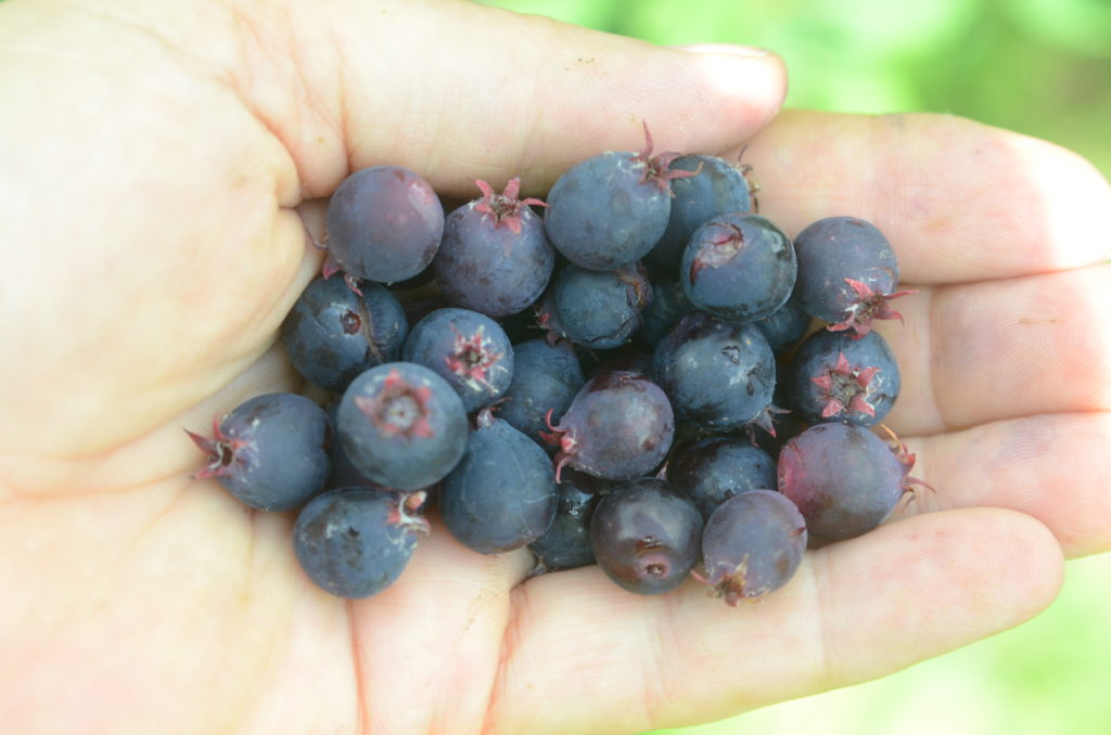 Yummy Saskatoon Berries