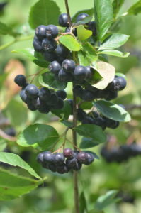 Plentiful Aronia Berries