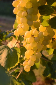 Sweet White Grapes "Brianna"