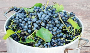 Concord Grapes for Jelly