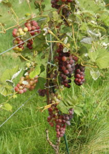 Clusters of red grapes on two year old vine.